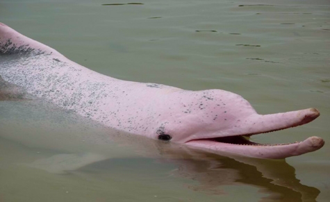 Amazon River Dolphin