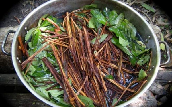 Ayahuasca Adventures - How This Ancient Medicine Changed My Life