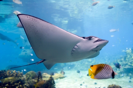 Best Diving Sites in Latin America