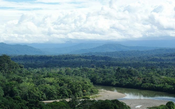 World Record for Tree Planting