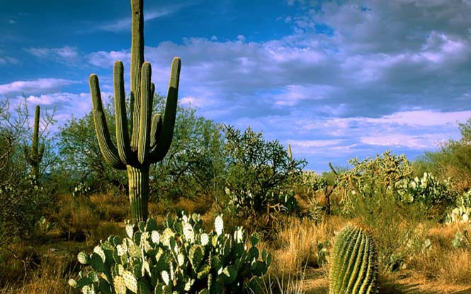 Journeying with Huachuma, the Sacred Andean Cactus