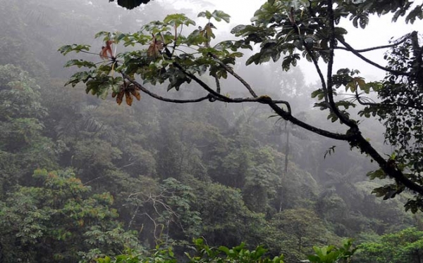 Natures Medicine Chest of the Tropical Rainforest