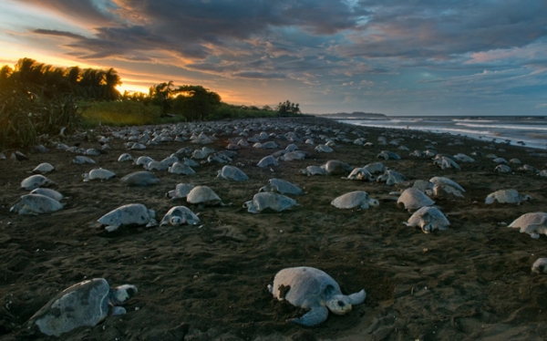 Sea Turtle Arribada in Costa Rica