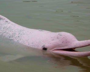 Amazon River Dolphin