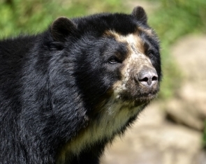 The Andean Bear: All You Need To Know