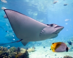 Best Diving Sites in Latin America