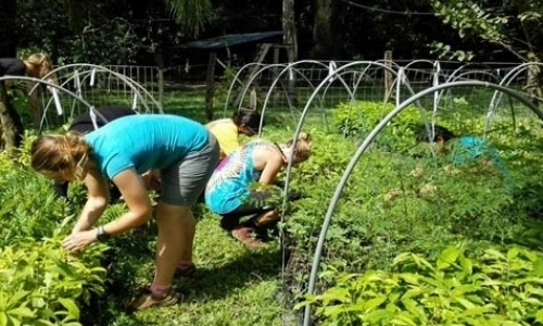 Farmhand Volunteer