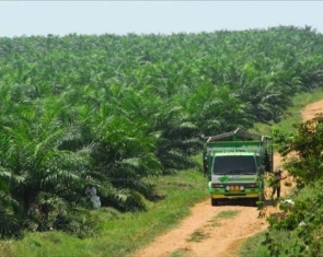 Palm Oil in Guatemala, a Disturbing Series of Events