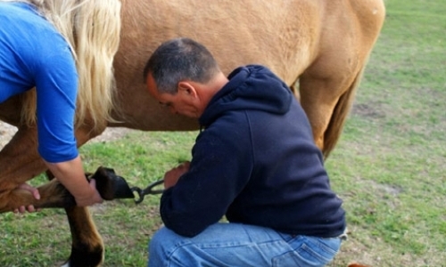 Help Out at Horse Farm