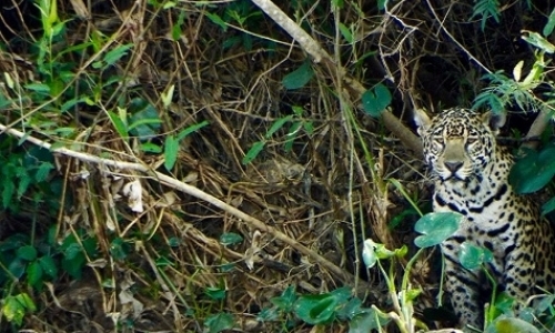 Jaguar Field Assistants