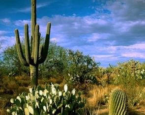 Journeying with Huachuma, the Sacred Andean Cactus