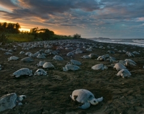 Sea Turtle Arribada in Costa Rica