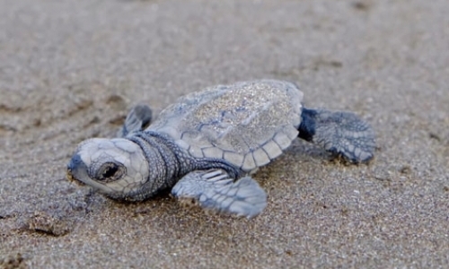 Tambor Bay Sea Turtle Conservation