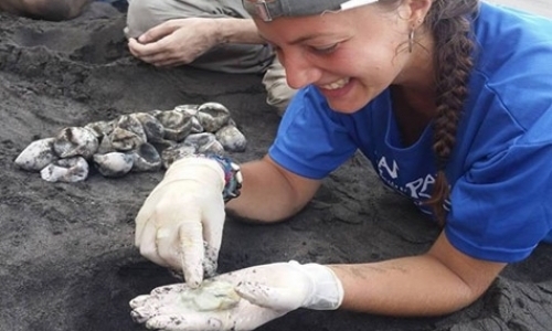 Research Assistants for Nesting Turtle Project