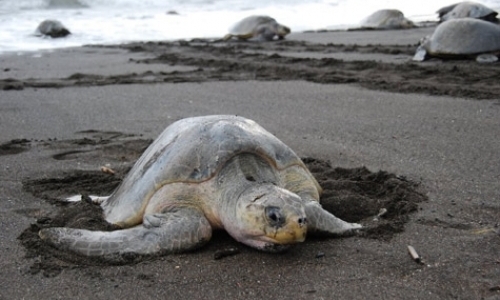 Training Camp for Aspiring Sea Turtle Biologists and Conservationists