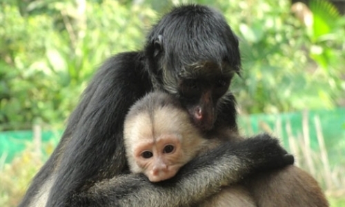 Volunteer in a Monkey Rescue Center