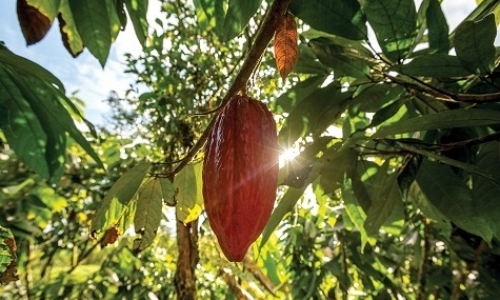 Volunteer on Cocoa Farm