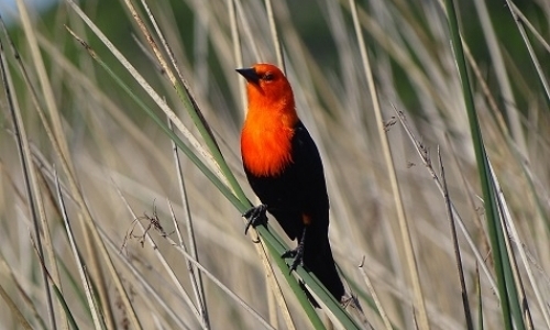 Volunteer Opportunity - Birds in Argentina