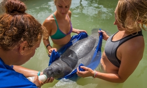 Manatee Rehabilitation Centre