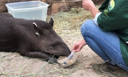 Volunteering with Animals in South America